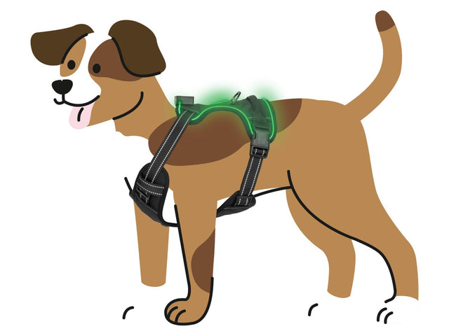 Harnais pour chien