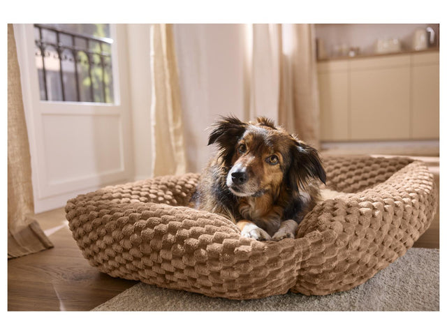 Panier pour animal domestique