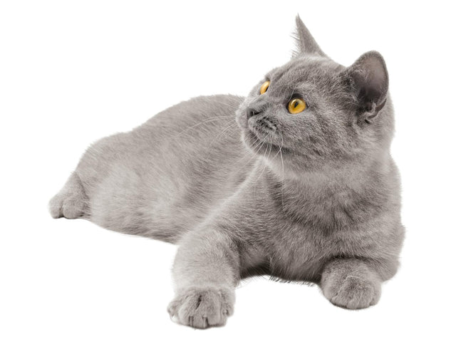 Bac à litière pour chat ou Caisse de transport
