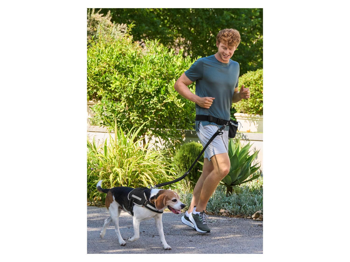 Laisse ou Collier avec laisse pour chien