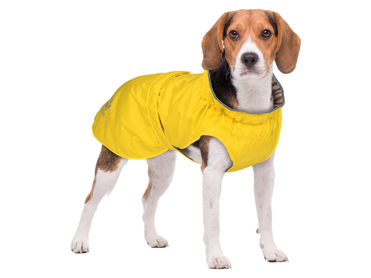 Manteau imperméable pour chien